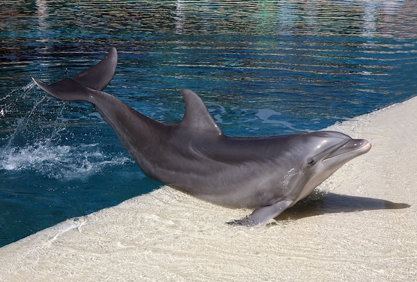 Bottlenose Dolphin In Aquarium Dolphin Facts And Information