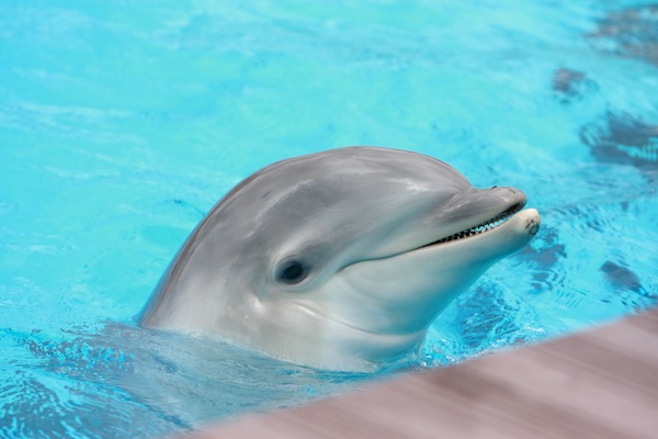 cute baby dolphin