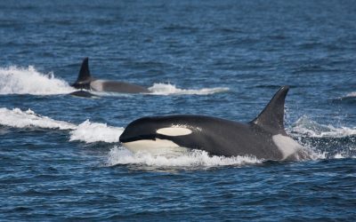 Killer Whale (orcinus Orca) 