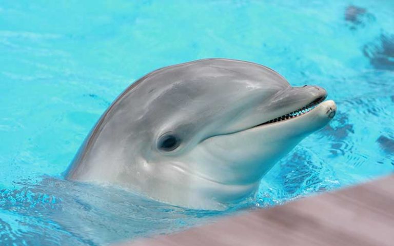 Dolphin Reproduction | Dolphins World