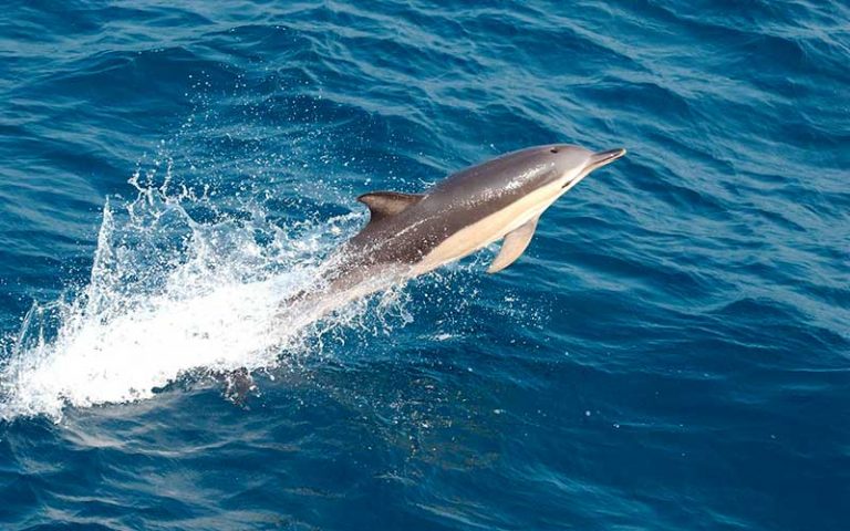 Dolphin Anatomy | Dolphins World