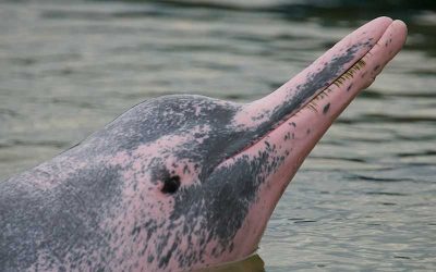 Chinese White Dolphin (Sousa chinensis) | Dolphins World