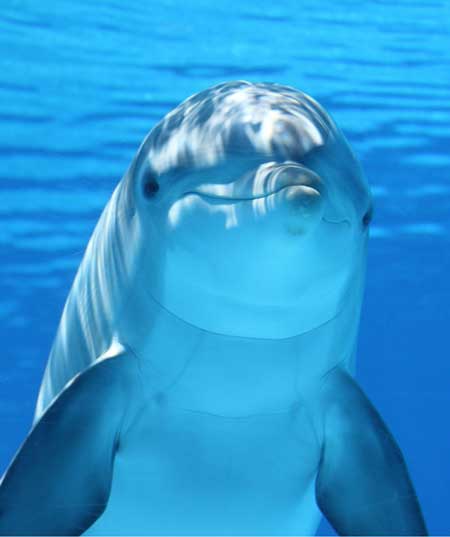 essay introduction about dolphins