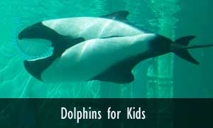 essay introduction about dolphins