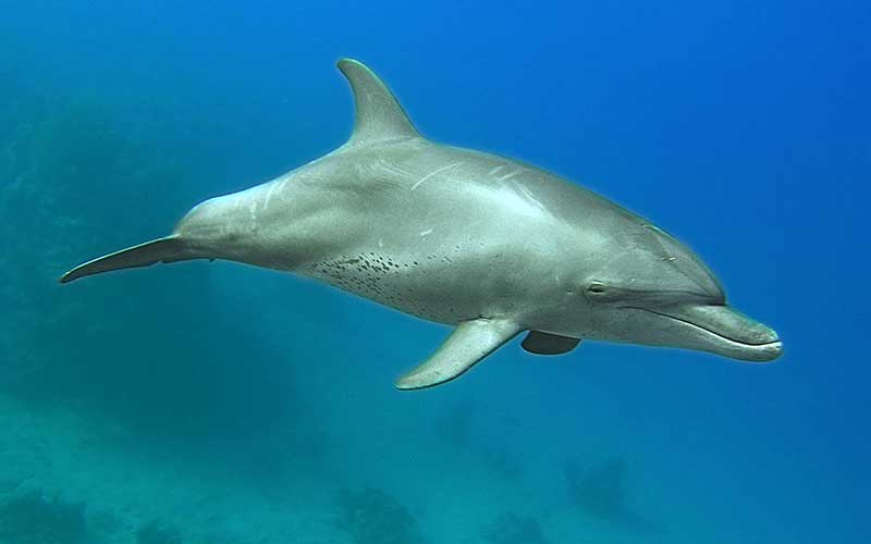 Dolphin Evolution | Dolphins World